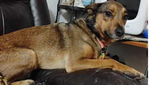 Lost Pet: Luna
