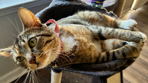 Lost Pet: Cinnamon
