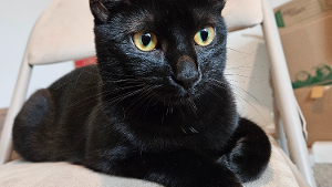 Lost Pet: Eclipse