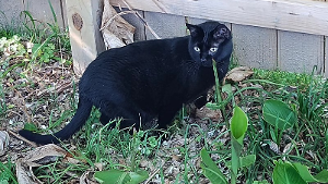 Lost Pet: Dio