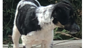 Lost Pet: Maya