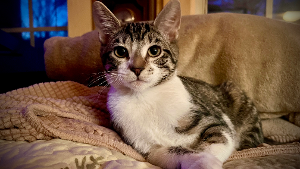 Lost Pet: Roxy