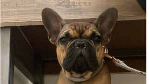 Lost Pet: Princess