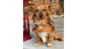 Lost Pet: Katie