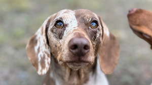 Lost Pet: Bruno