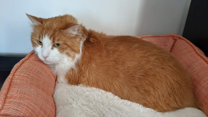 Lost Pet: DIEGO