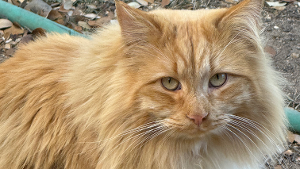 Lost Pet: Tiger