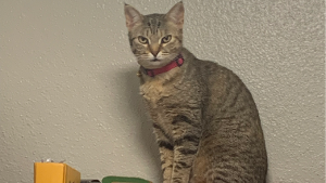 Lost Pet: Temari