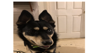 Lost Pet: Loki