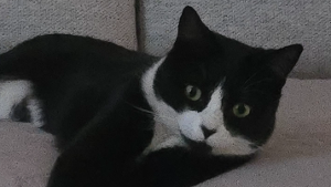 Lost Pet: Choco