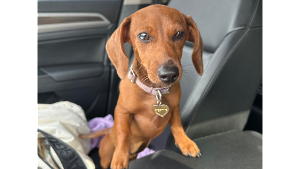 Lost Pet: Glizzy