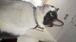 Lost Pet: Wutang