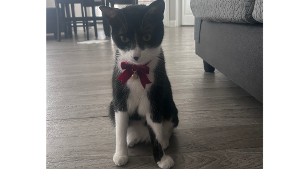 Lost Pet: Donna