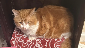 Lost Pet: Copito