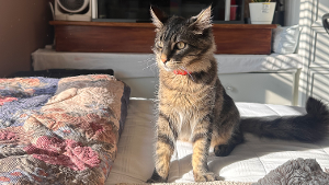 Lost Pet: Mui