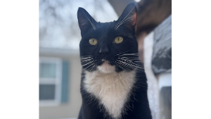 Lost Pet: Figaro