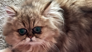 Lost Pet: Isabella
