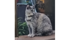 Lost Pet: Pia