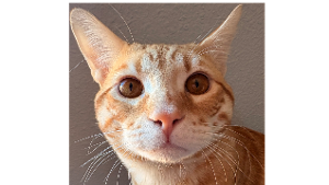 Lost Pet: Sherbert