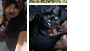 Lost Pet: Lola
