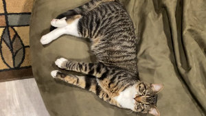 Lost Pet: Percy