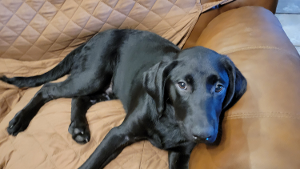 Lost Pet: Willow