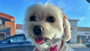 Lost Pet: Bella Thomas