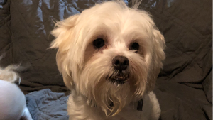 Lost Pet: Fluffy