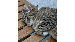 Lost Pet: Emmy