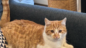 Lost Pet: lottie