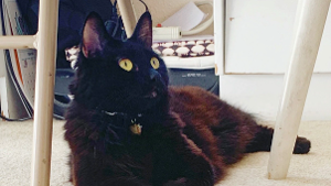 Lost Pet: Sally
