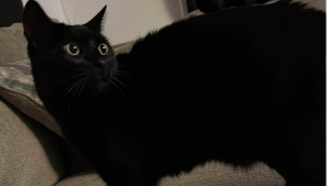 Lost Pet: Brooks