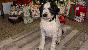 Lost Pet: Rooney