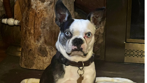 Lost Pet: Jack