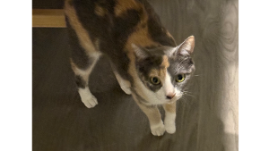 Lost Pet: Sparkles