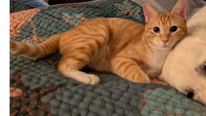 Lost Pet: Mao mao