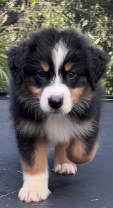 Lost Pet: Bucky