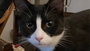 Lost Pet: Camael