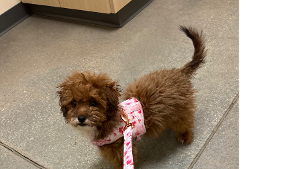 Lost Pet: Coco