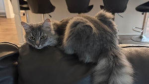 Lost Pet: Kuzya