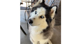 Lost Pet: Blue