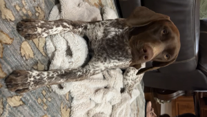 Lost Pet: Tessa