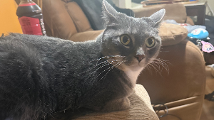 Lost Pet: Eggroll