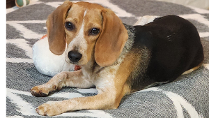 Lost Pet: LUNA STAR WESTON