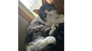 Lost Pet: Simon Gasaway