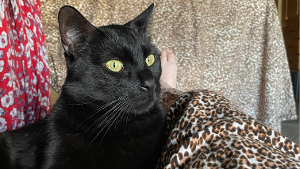 Lost Pet: Jaxson