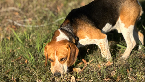 Lost Pet: Copper