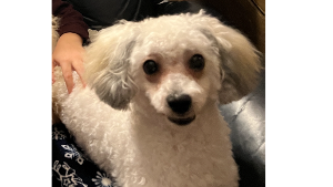 Lost Pet: Zorro