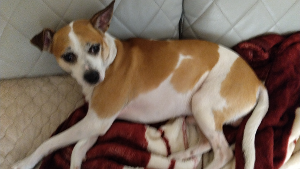 Lost Pet: Tobi