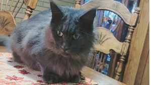 Lost Pet: Smokey